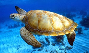 Endangered-green-sea-turt-005.jpg